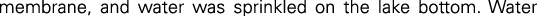 Polygon