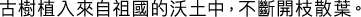 Polygon
