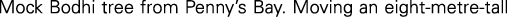 Polygon