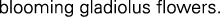 Polygon