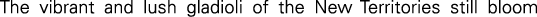 Polygon