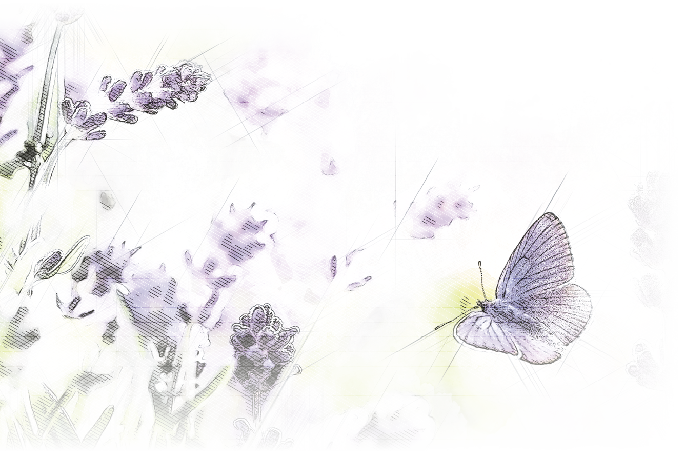Purple growing Lavender and flying butterfly in spring morning panoramic view 