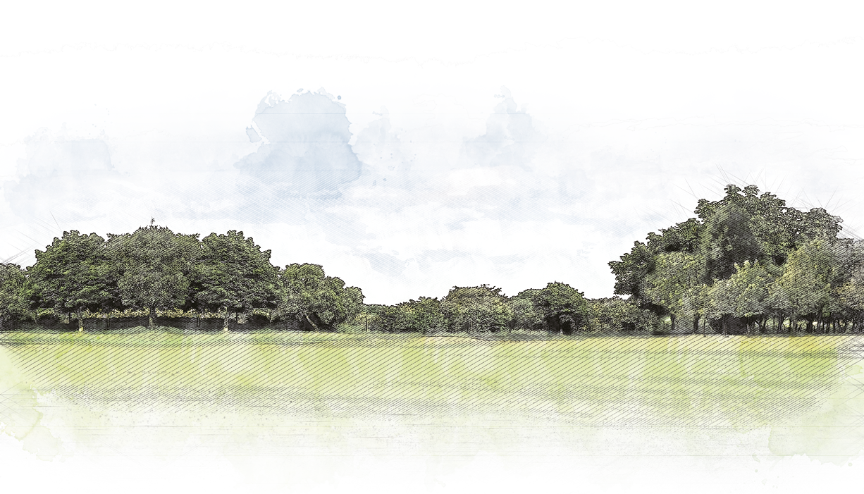 Green field, tree and blue sky Great as a background,web banner